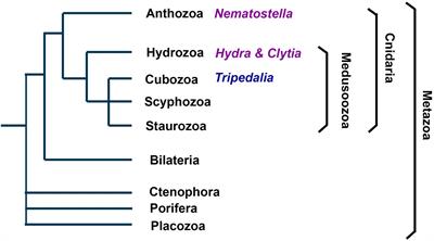 Neural Cell Type Diversity in Cnidaria